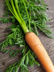 carrot.jpg