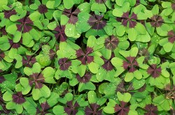 four-leaf-clover-bulbs.jpg