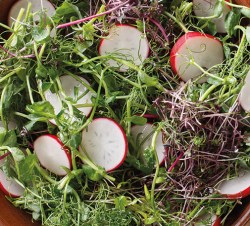 radish_coriander.jpg